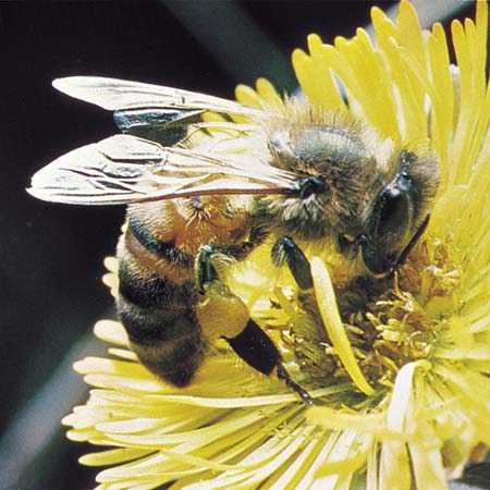 Honey Bee 1